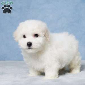 Marshall, Bichon Frise Puppy